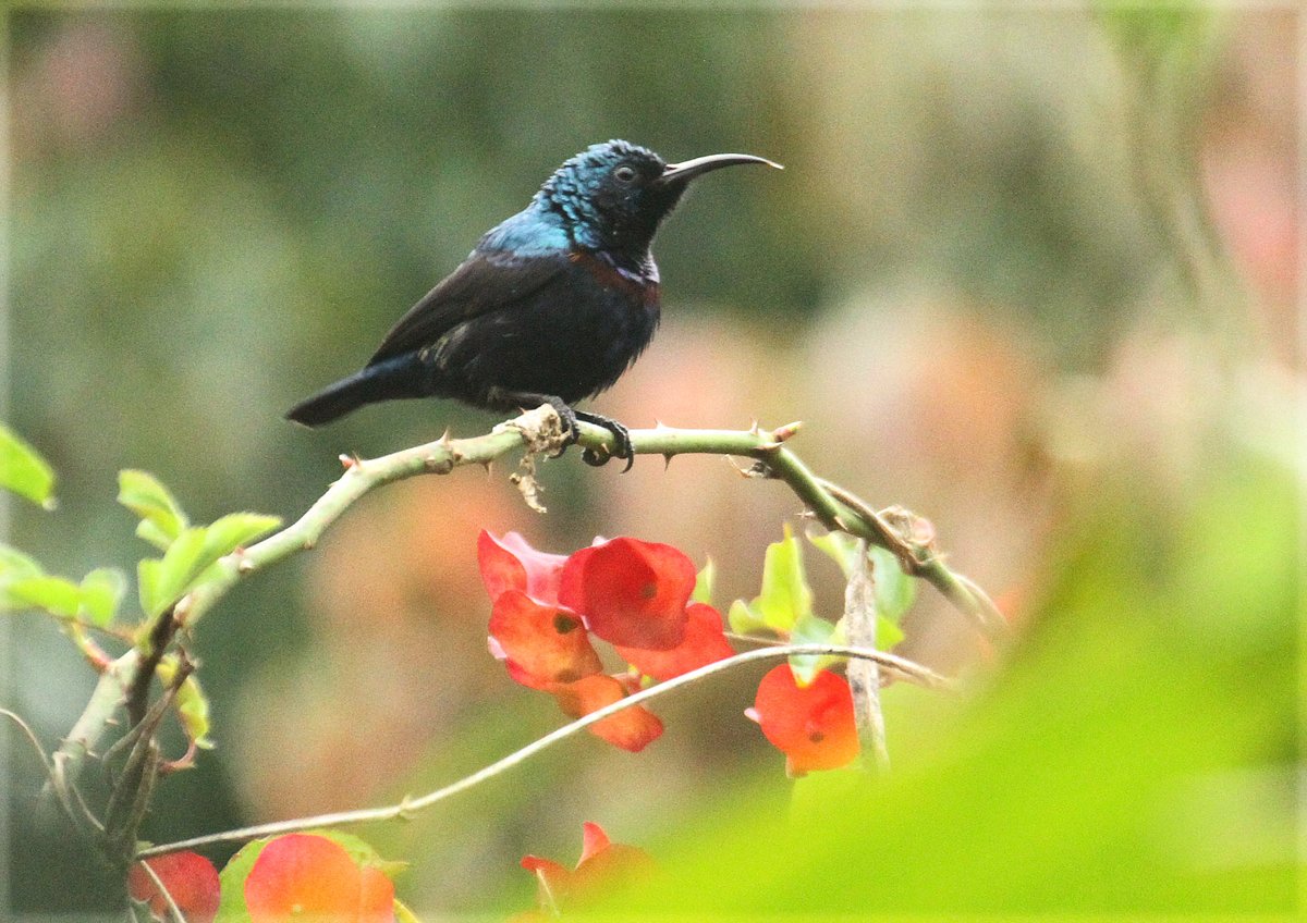 ছবি: সুপ্রিয় চাকমা