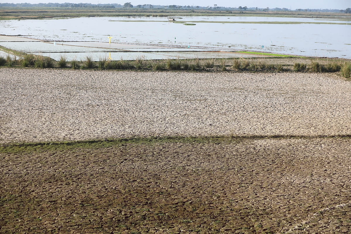 স্বাভাবিক সময়ে যেসব জমিতে থাকে কোমল কাদা, সেখানে এখন পানির অভাবে ফাটল ধরেছে 