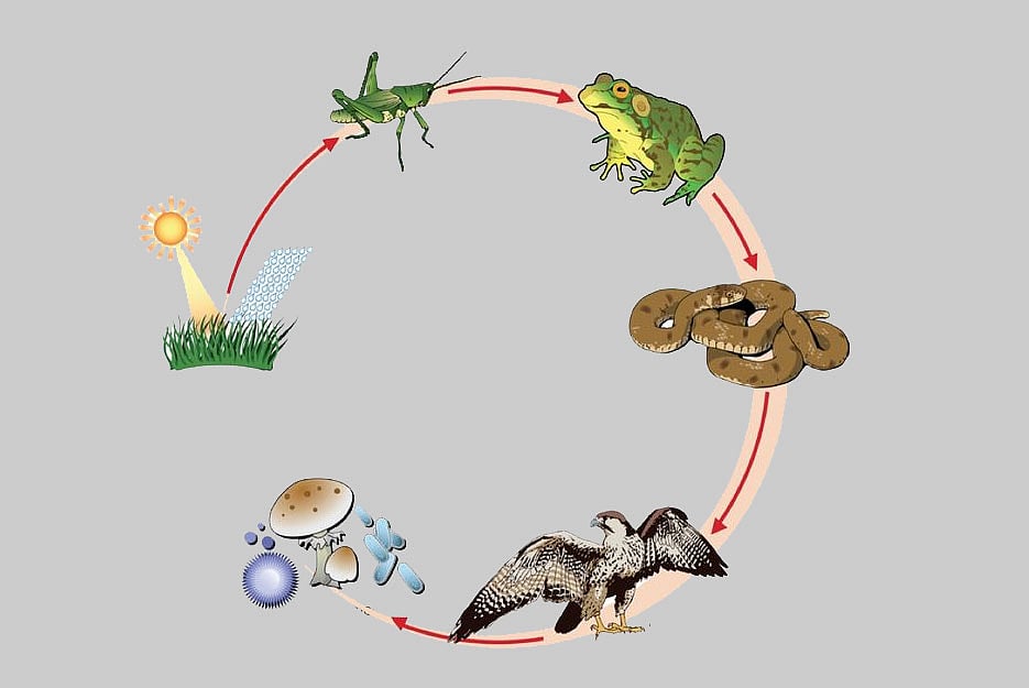 বীজের বিস্তরণ মাতৃ উদ্ভিদ থেকে