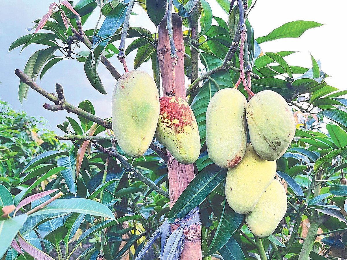 শীত মৌসুমের আম কাটিমন