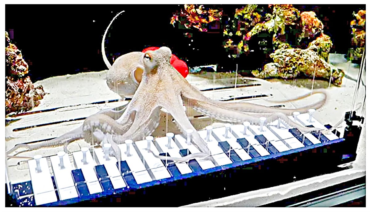 অক্টোপাস বাজায় পিয়ানো