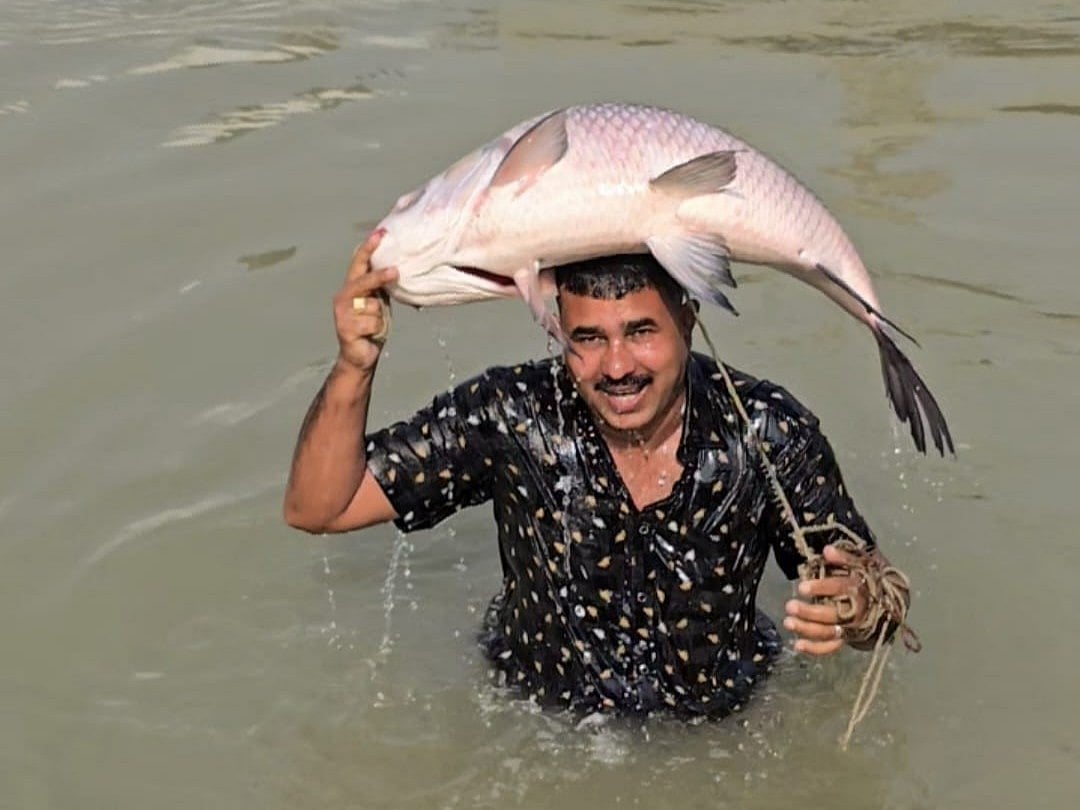 পদ্মা নদীর এক কাতলা বিক্রি হলো লাখ টাকায়