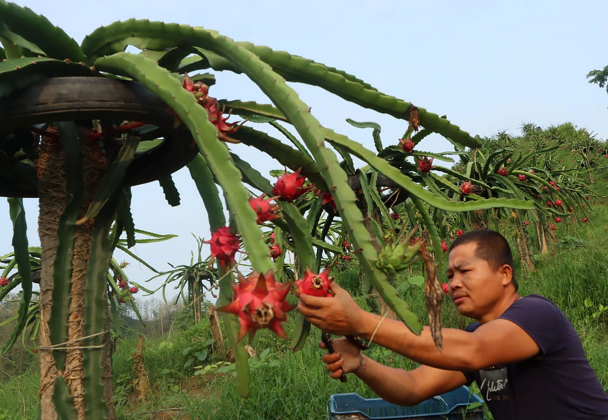 ড্রাগন ফল বিক্রি করে কারও আয় 
১০ লাখ, কারও ১৫ লাখ টাকা