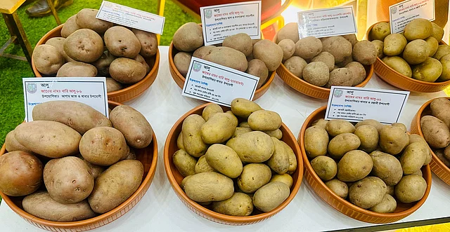 বিভিন্ন জাতের আলু প্রদর্শন করা হচ্ছে আলু উৎসবে