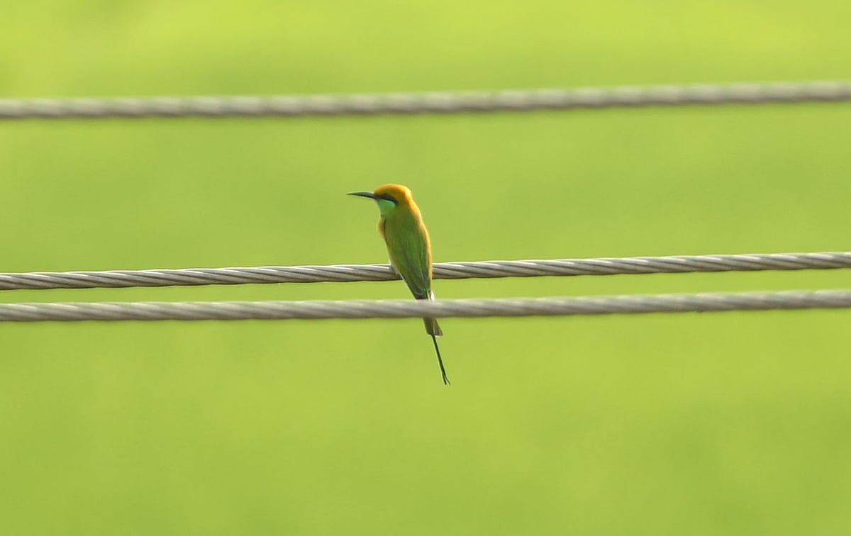 সবুজ সুইচোরা পাখি