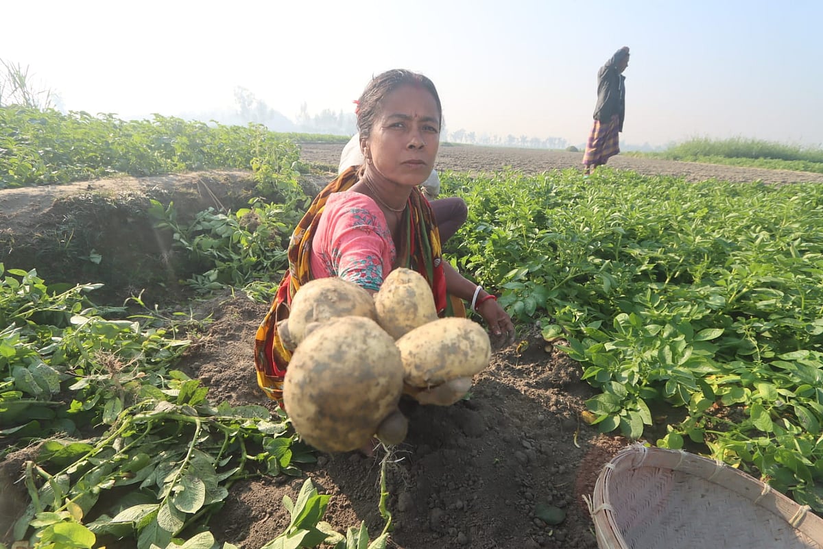 রংপুরে আগাম আলু তোলা শুরু