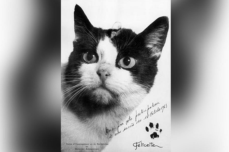 মহাশূন্যে বিড়ালের ১৩ মিনিটের ঐতিহাসিক ফ্লাইট