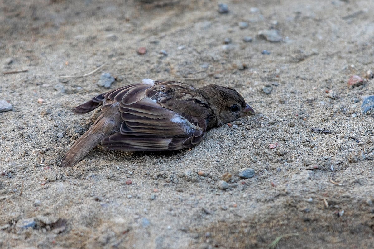 চড়ুই পাখির ব্যস্ততা
