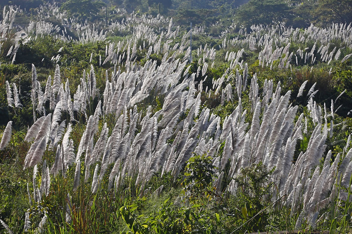 ‘রেমার হুরইন’ ফুল