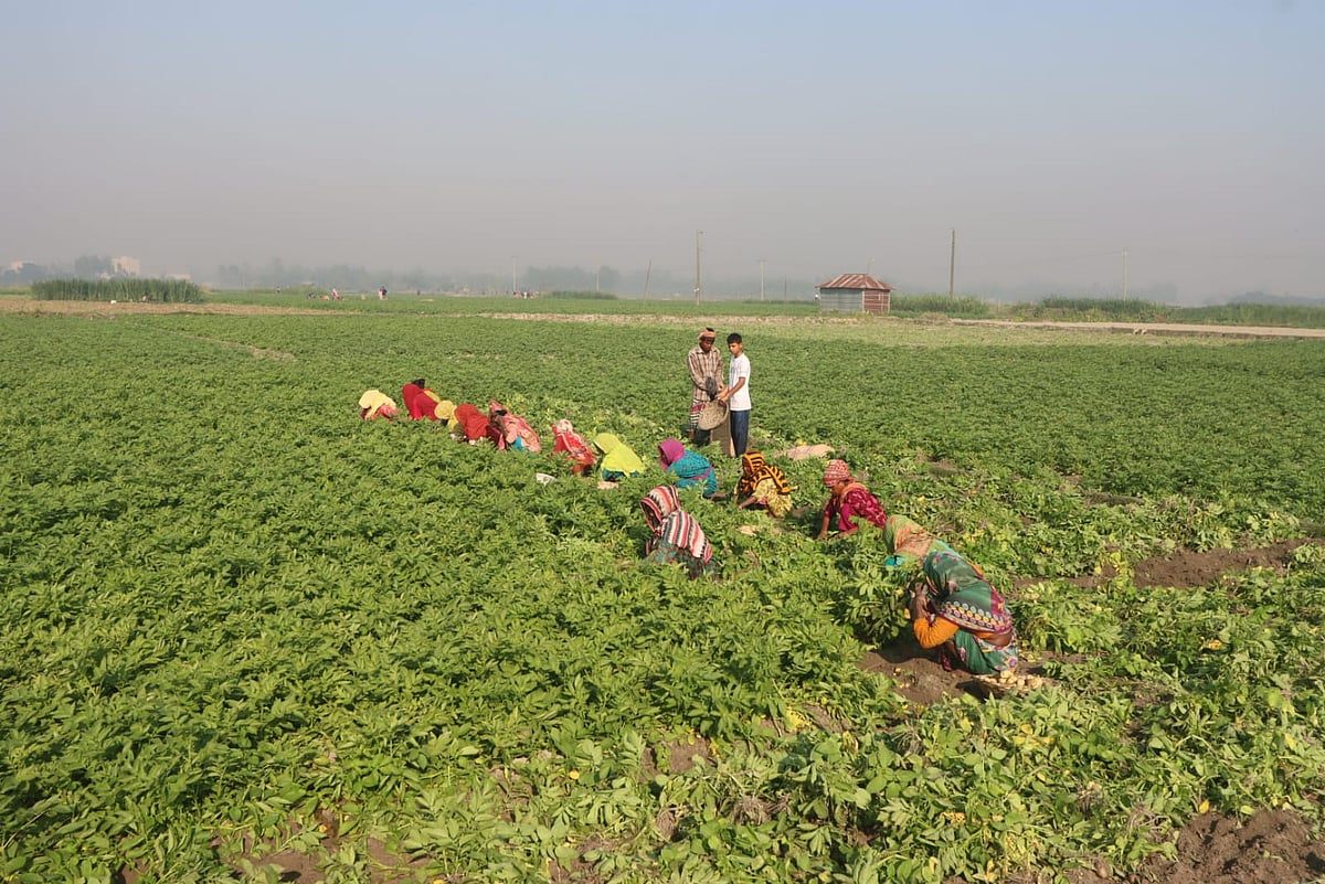 দিগন্তজুড়ে থাকা আলুখেতে আলু তুলছেন একদল কৃষিশ্রমিক।