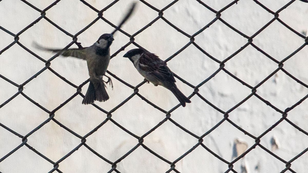 একটি পাখি বসে আছে, আরেকটি তার কাছে ছুটে আসছে
 