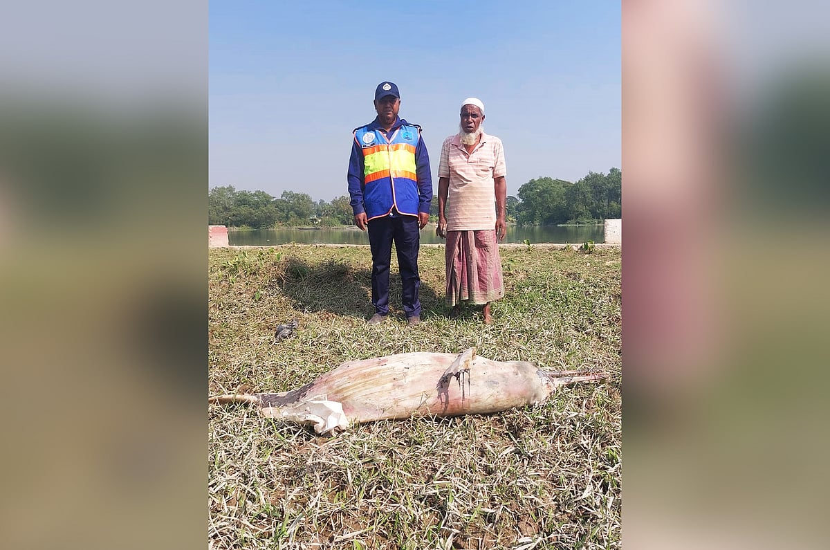 হালদায় ভাসছিল এক মণ ওজনের মৃত ডলফিন