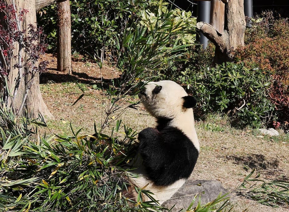 চীন-জাপানের কূটনীতির কেন্দ্রে কেন পান্ডা