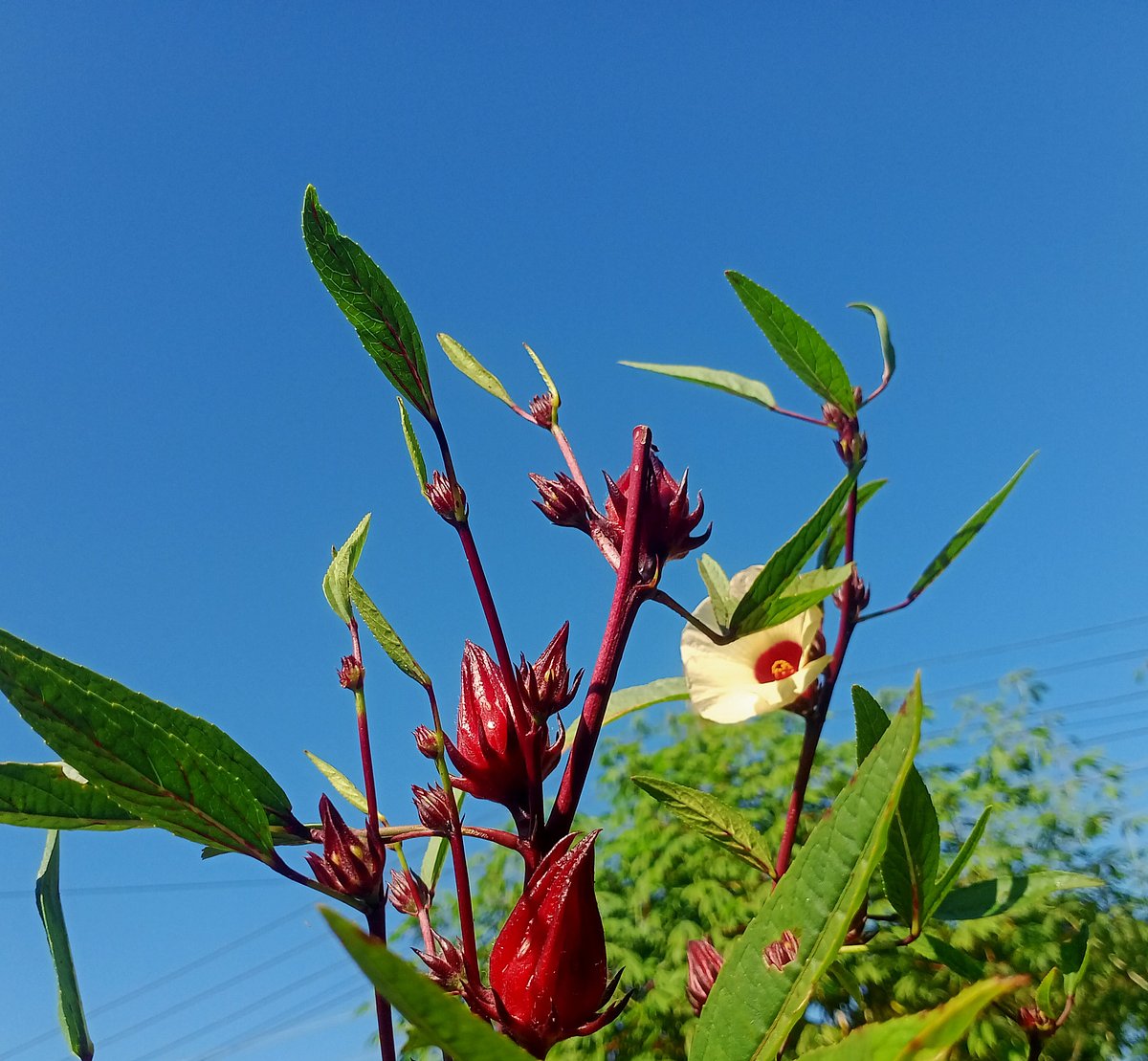 ‘রোজেলা  চা’
