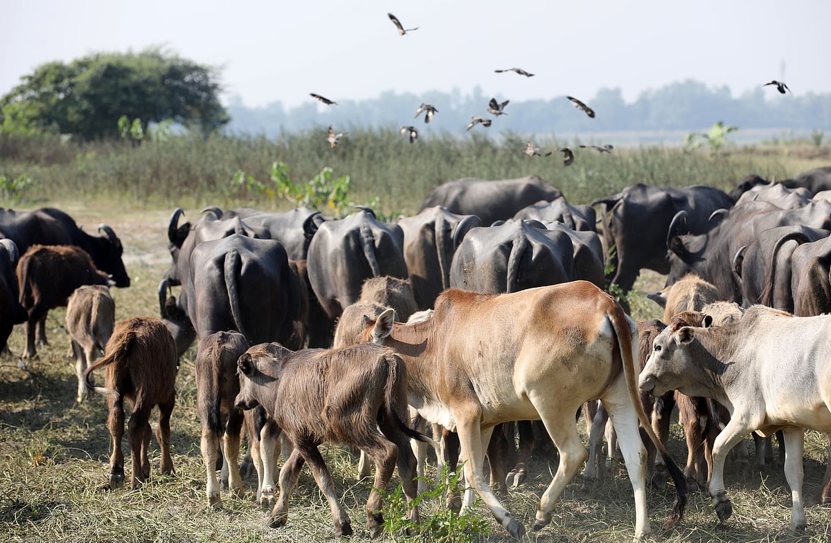 যমুনার চরে গরু–মহিষের বাথান