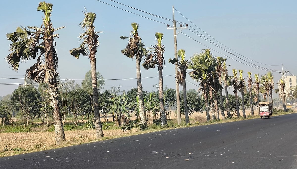 নওগাঁয় বিদ্যুতের লাইনের নিরাপত্তার জন্য পাঁচ শতাধিক তালগাছ ন্যাড়া