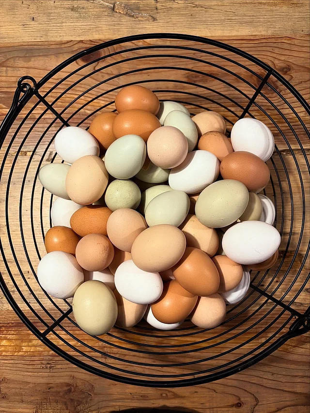 ডিম খাওয়া নিয়ে সবাই এখন বেশ সিরিয়াস