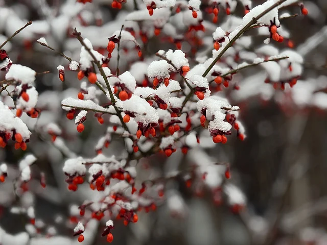  সূর্যের প্রথম আলো পড়তেই পাহাড়ের ঢালে তৈরি হয় মৃদু ঝিলিক, বরফে মোড়া পাইনের ডালগুলো বাতাসে নড়েচড়ে ওঠে ধীরে