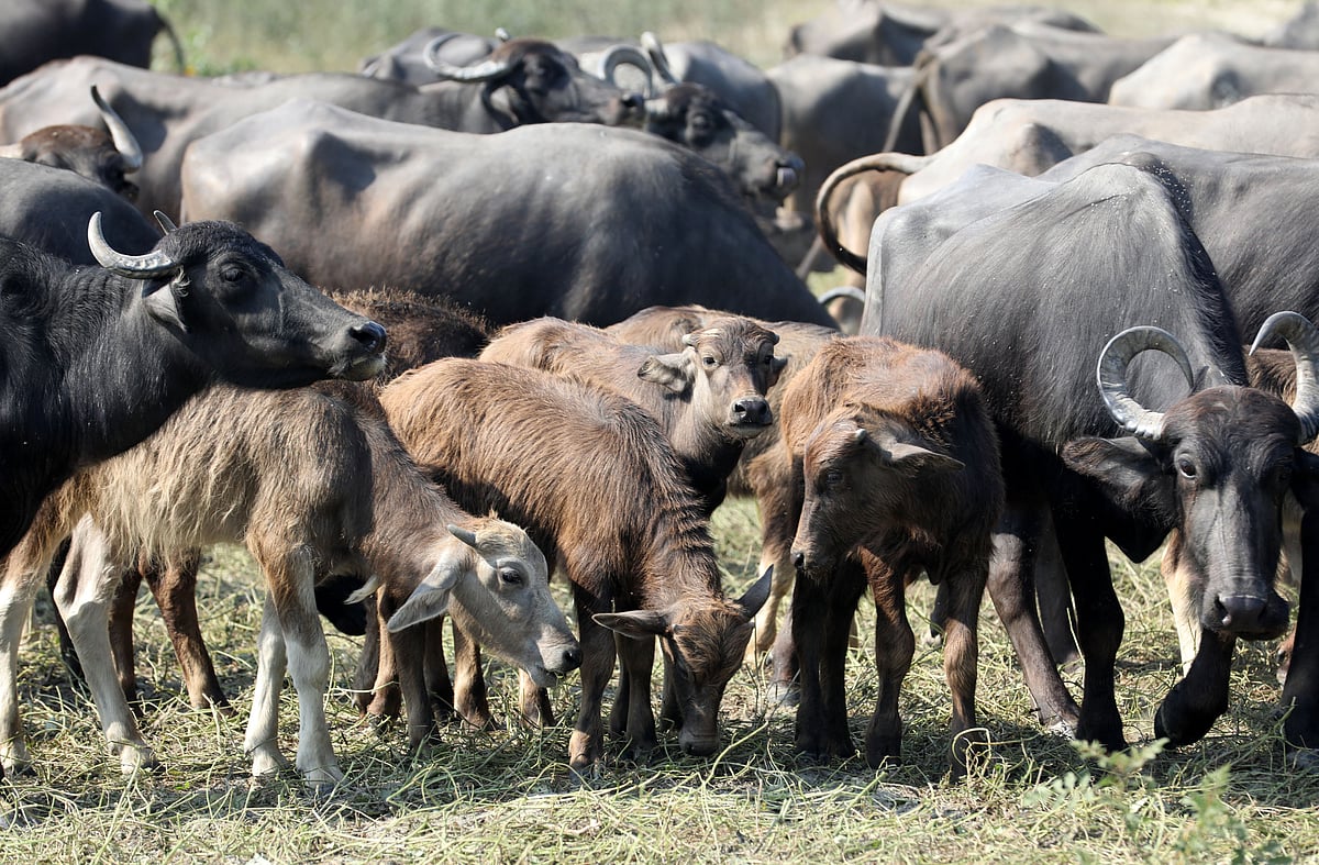 চরের বুকে চরে বেড়াচ্ছে মহিষ