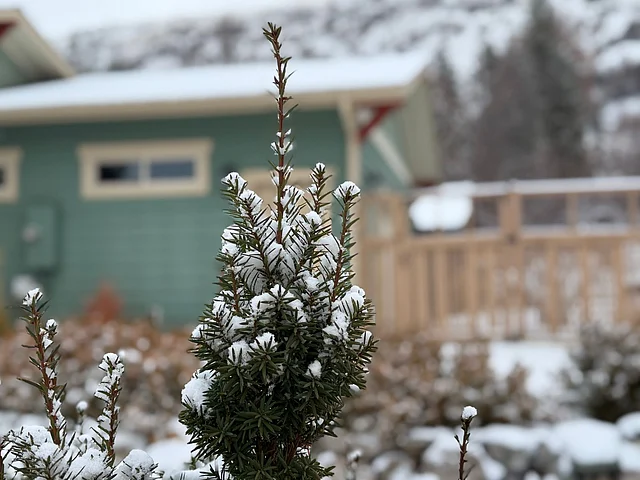  সকালে ঘুম ভেঙে শহরবাসী দেখে—ছাদ, রাস্তা, গাছের ডাল, এমনকি মোড়ের ছোট কাঠের দোকান পর্যন্ত ঢেকে গেছে নরম সাদা বরফে