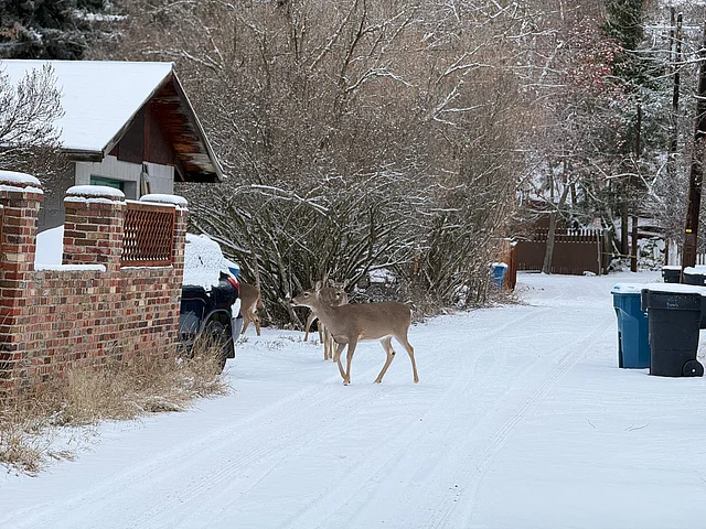 চারপাশে ঘিরে থাকা গাছা পাহাড়ে তুষারের পরত আরও ঘন।