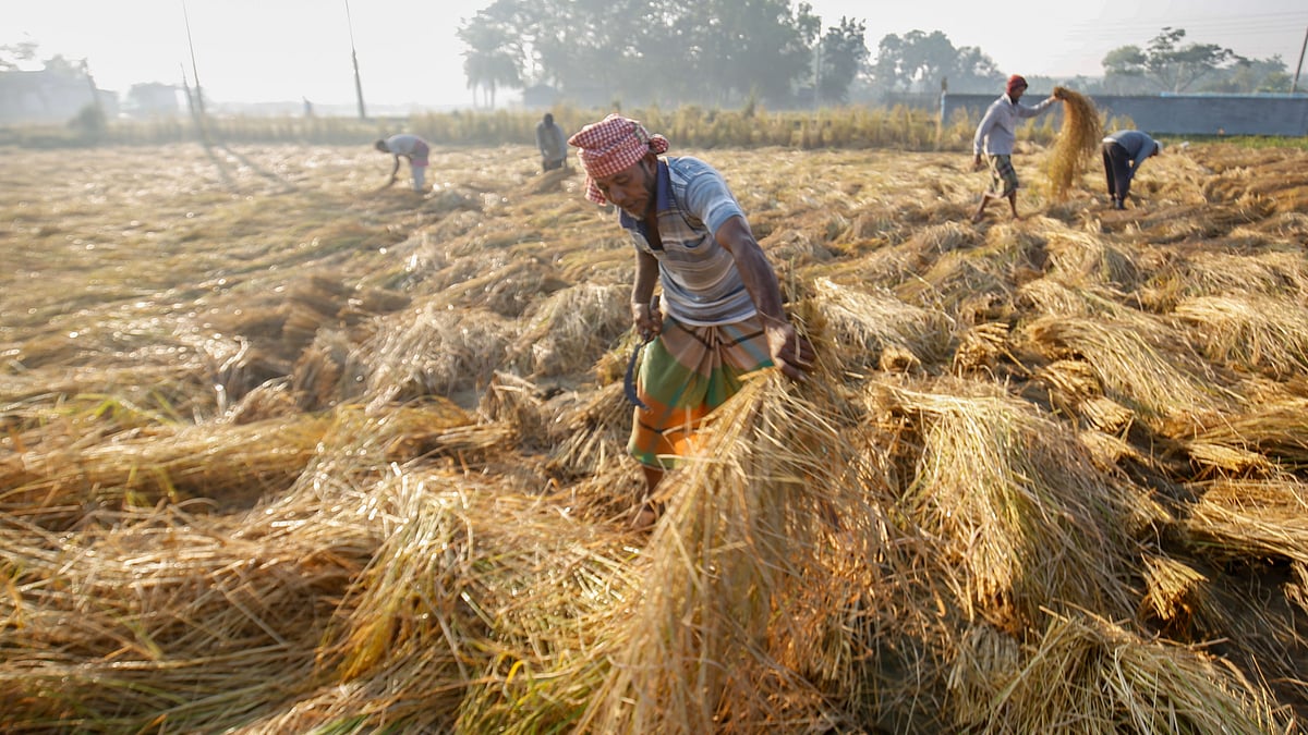 বিস্তৃত মাঠে ধান কাটা চলছে
