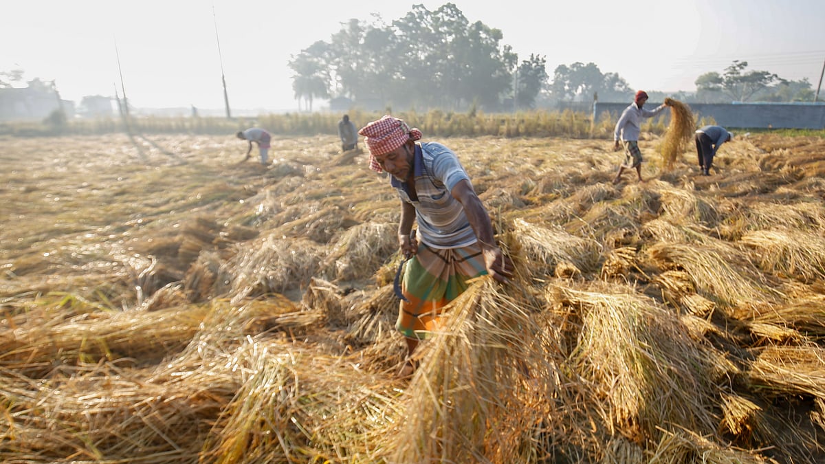 দিগন্তজোড়া মাঠে ধান কাটা চলছে