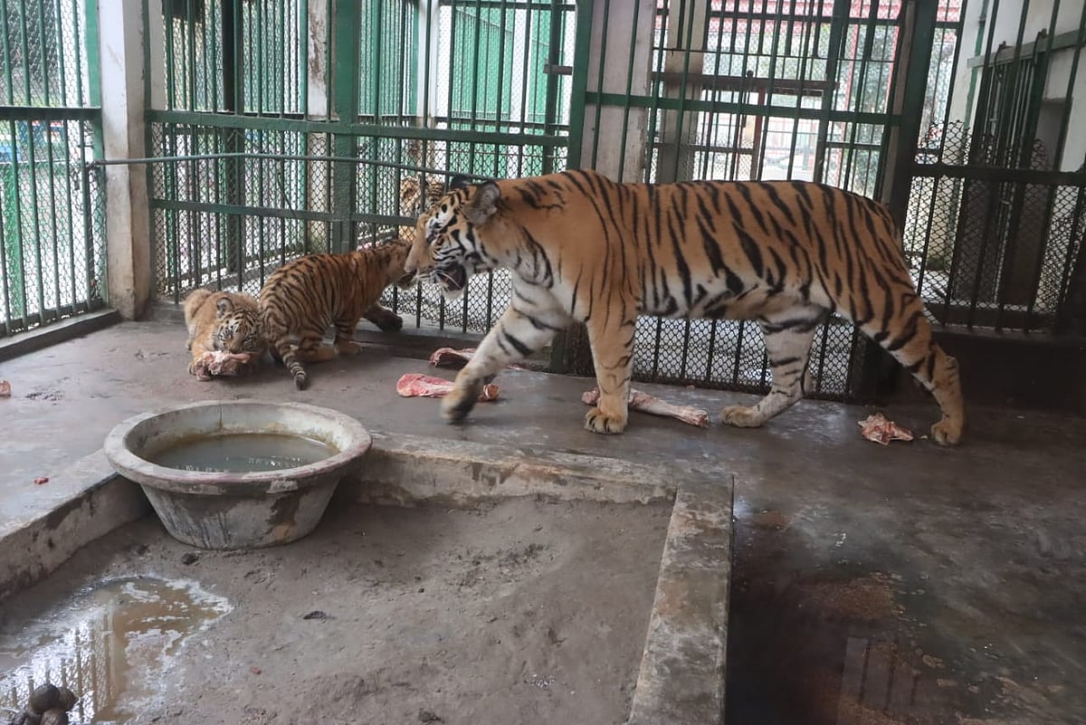 রাজা ও রানির আগমন