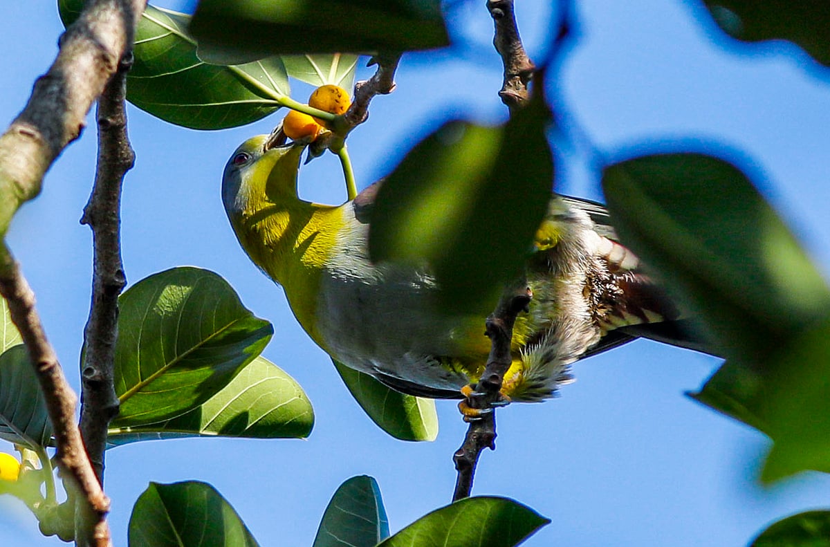 পাকা বট ফল ভোজনে ব্যস্ত এক হরিয়াল। 