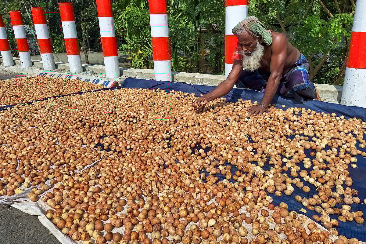 সুপারির মৌসুমে ব্যস্ত বরিশালের গ্রাম