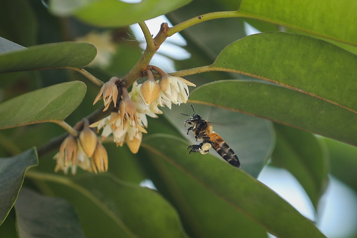 ছবি: সাদ্দাম হোসেন