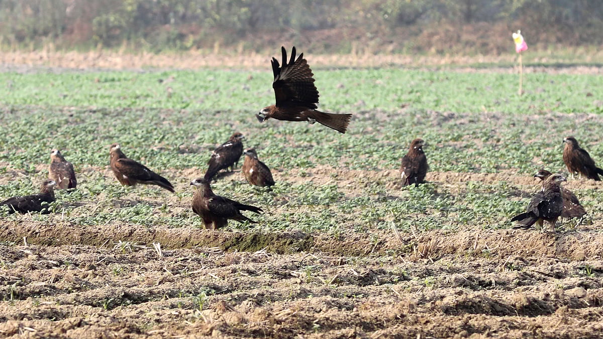 ছবি: সোয়েল রানা