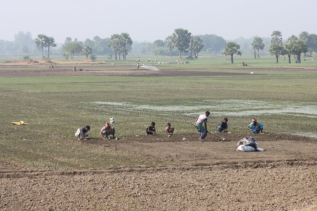 হালি পেঁয়াজ রোপণে ব্যস্ততা