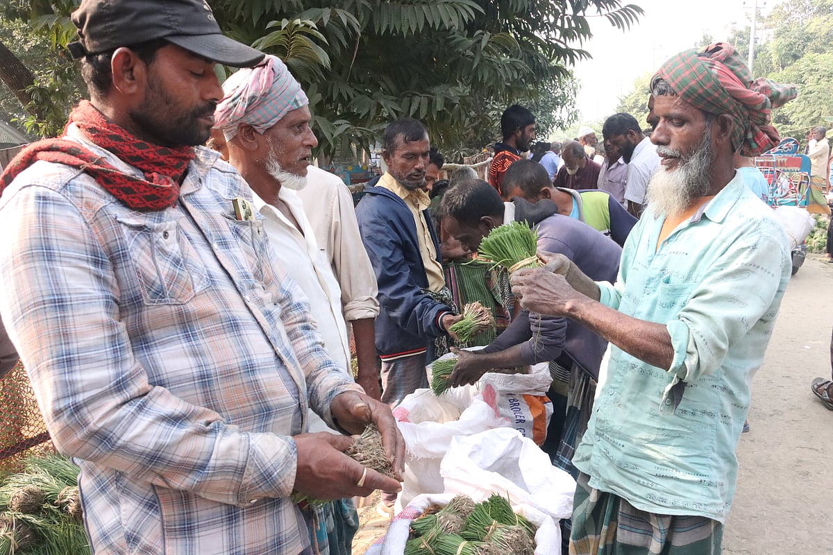 হাটে পেঁয়াজের চারার মান পরখ করছেন কৃষকেরা 