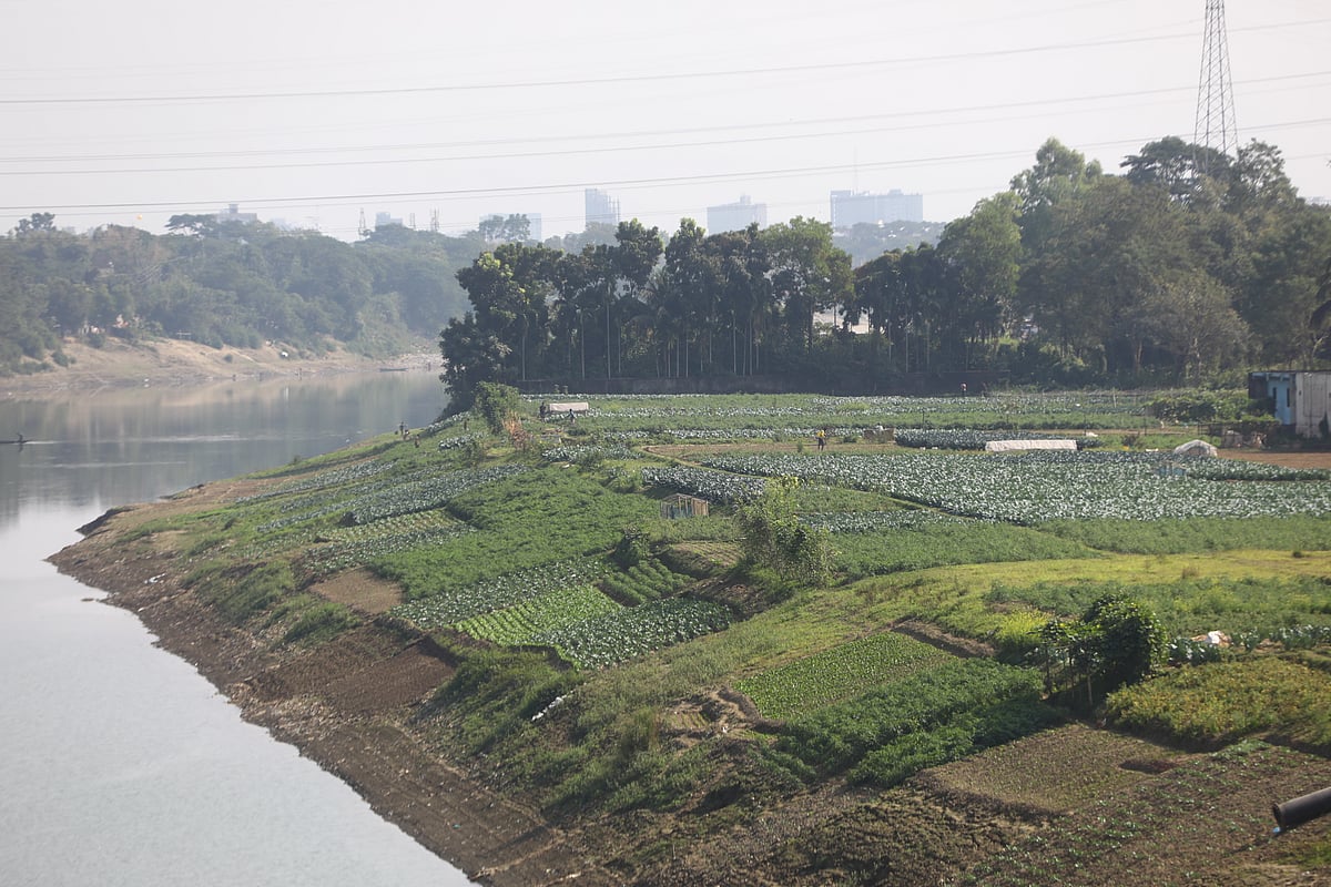 সুরমার চরজুড়ে শুধু সবজি আর সবজি। প্রায় ১০ কিলোমিটার এলাকাজুড়ে এই মৌসুমে চলে সবজির আবাদ। 