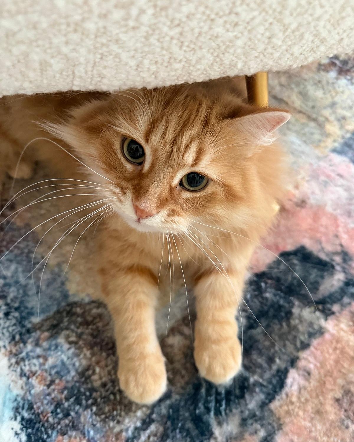 জেবুকে ঘিরে এত কৌতূহল দেখে অবাক জাইমা রহমান