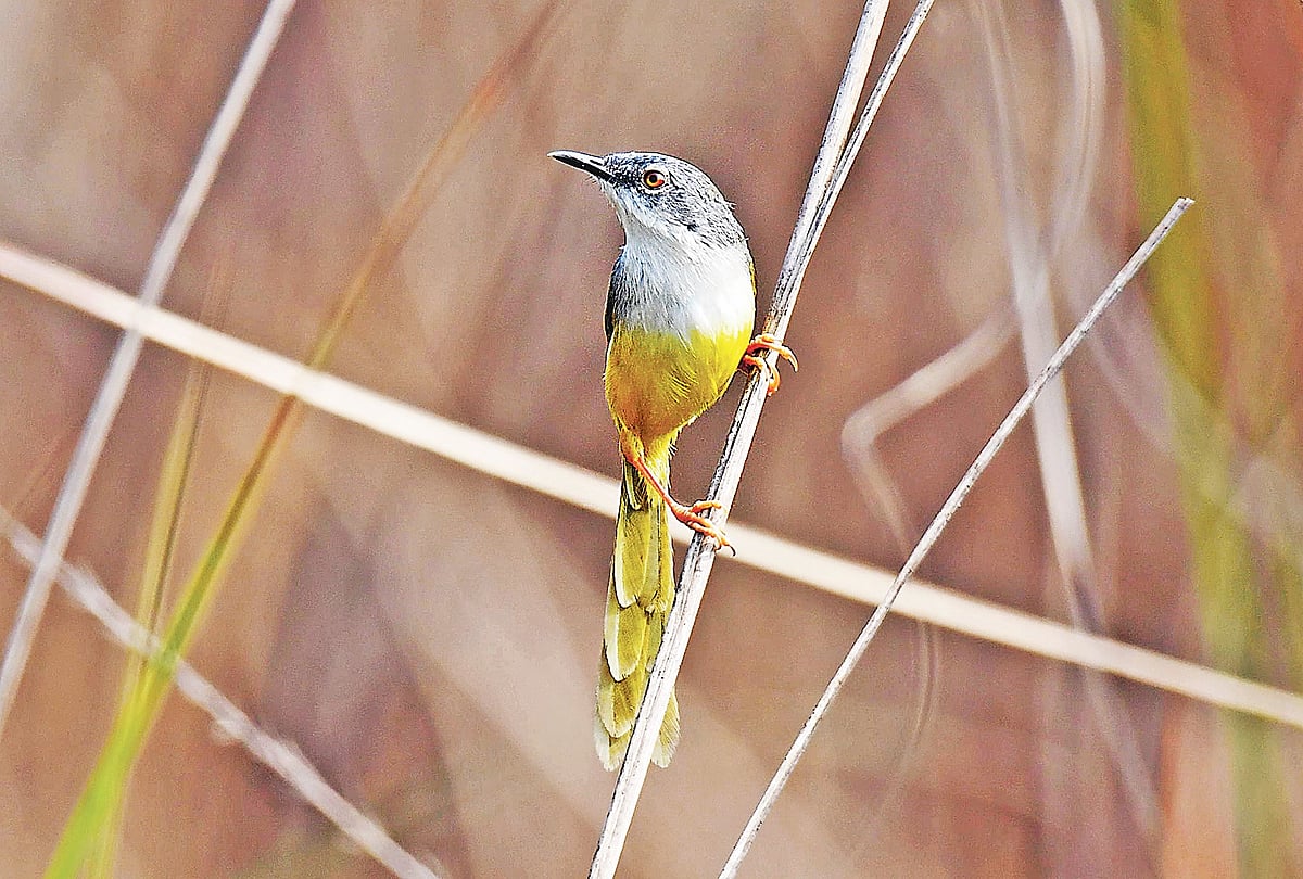 হলদেপেট টুনির সন্ধানে