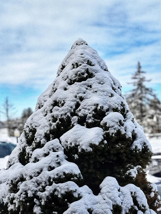 এ বছর তিনি মার্কিন যুক্তরাষ্ট্রের নিউ ইয়র্কের আলবেনি শহরে ভ্রমণ করেছিলেন সাফা। 