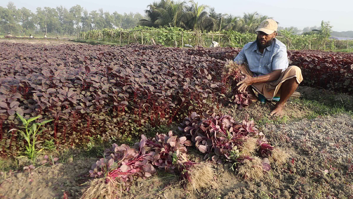 মাঠ থেকে শাক তোলা হচ্ছে।
 