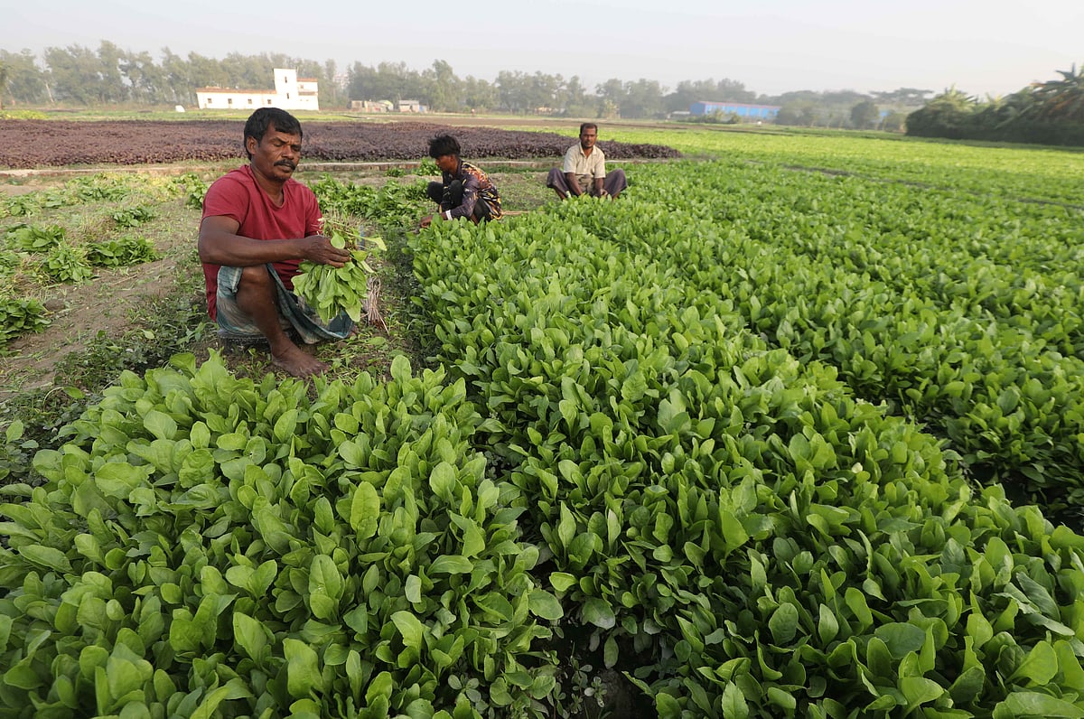 শীতের শাক