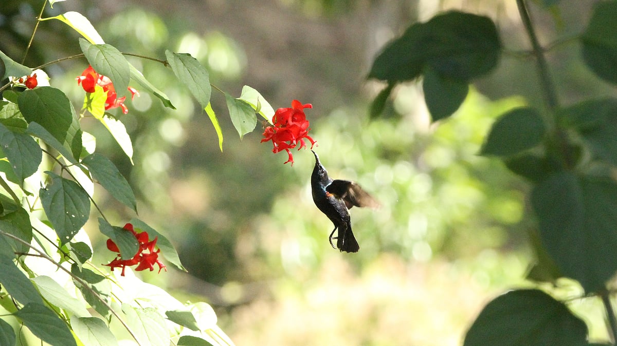 ছবি: সুপ্রিয় চাকমা