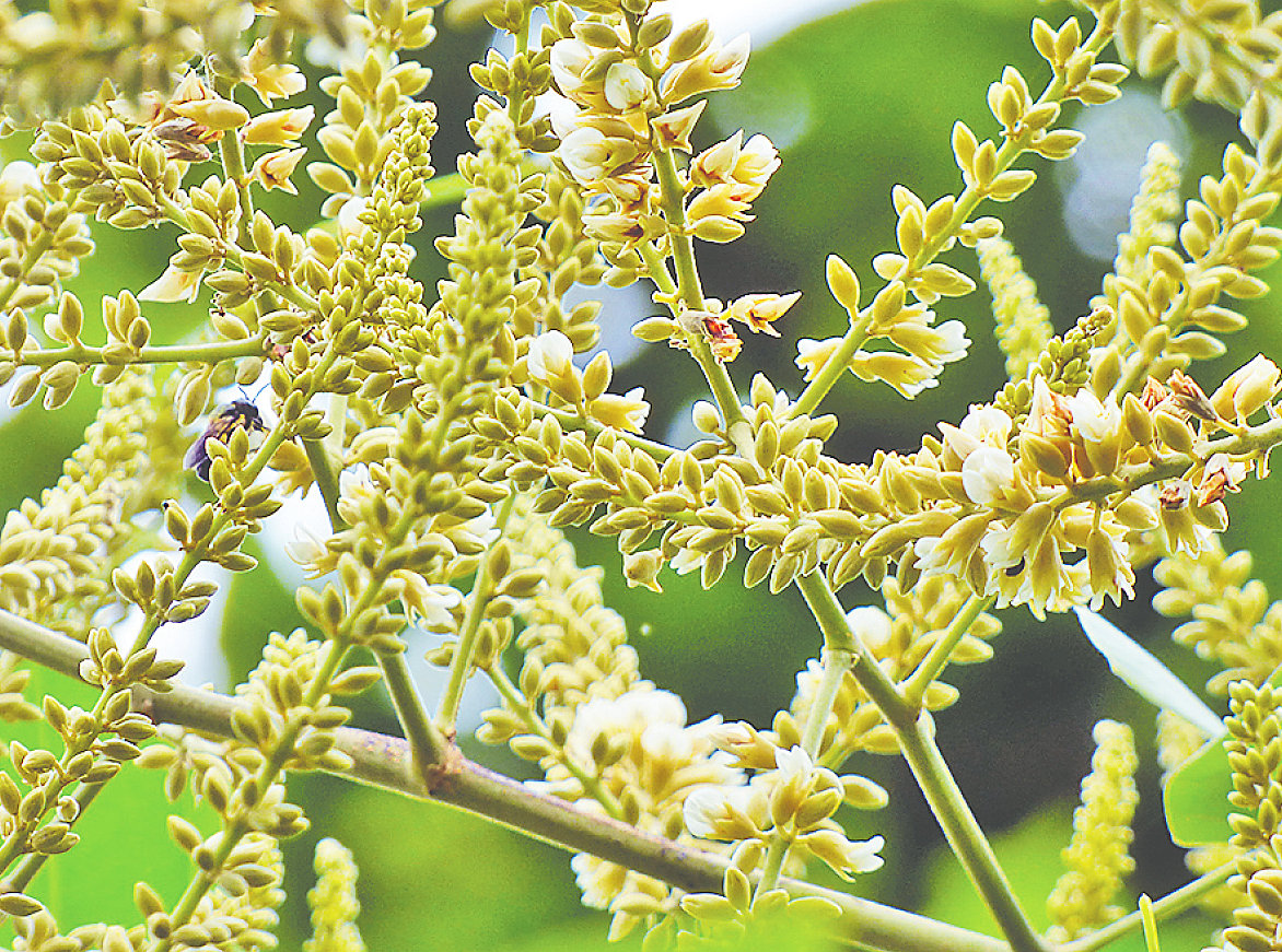 শাললতার স্নিগ্ধ শোভা