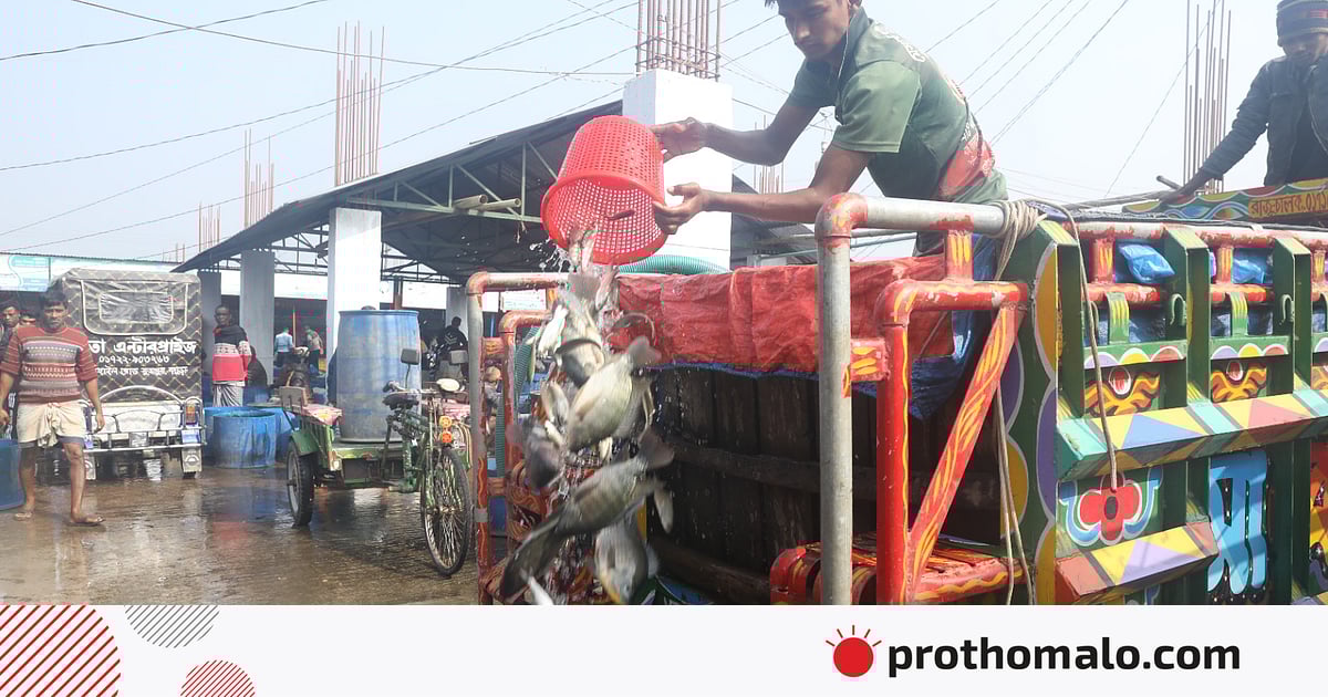 আড়তে জীবন্ত মাছের কেনাবেচা আড়তে জীবন্ত মাছের কেনাবেচা