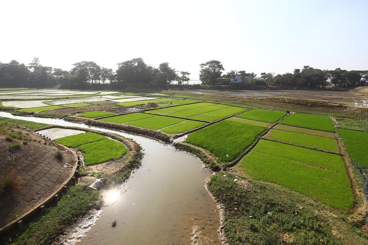 হাওরজুড়ে চোখে পড়ছে বোরো ধানের বীজতলা 