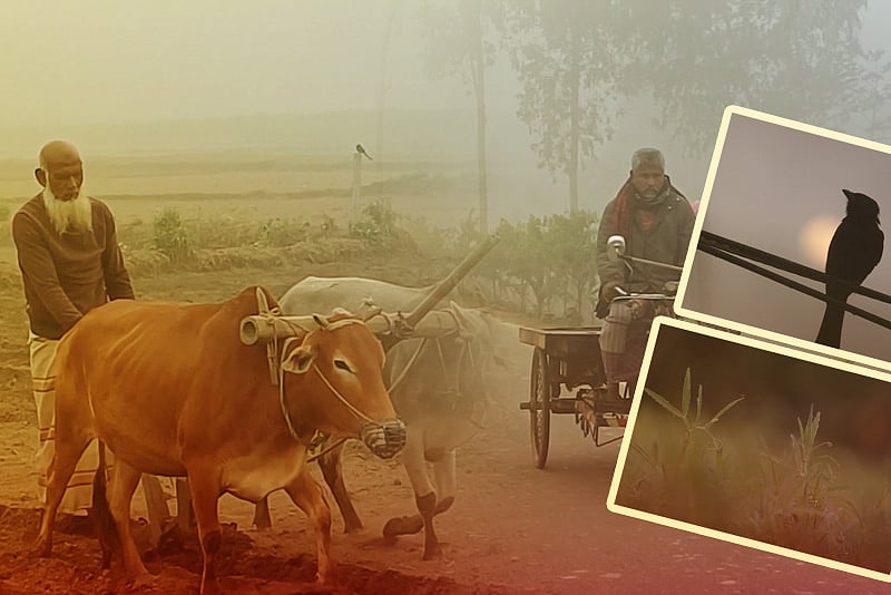 হাড়কাঁপানো শীতে কাঁপছে ১২ জেলা, আরও বাড়ার পূর্বাভাস