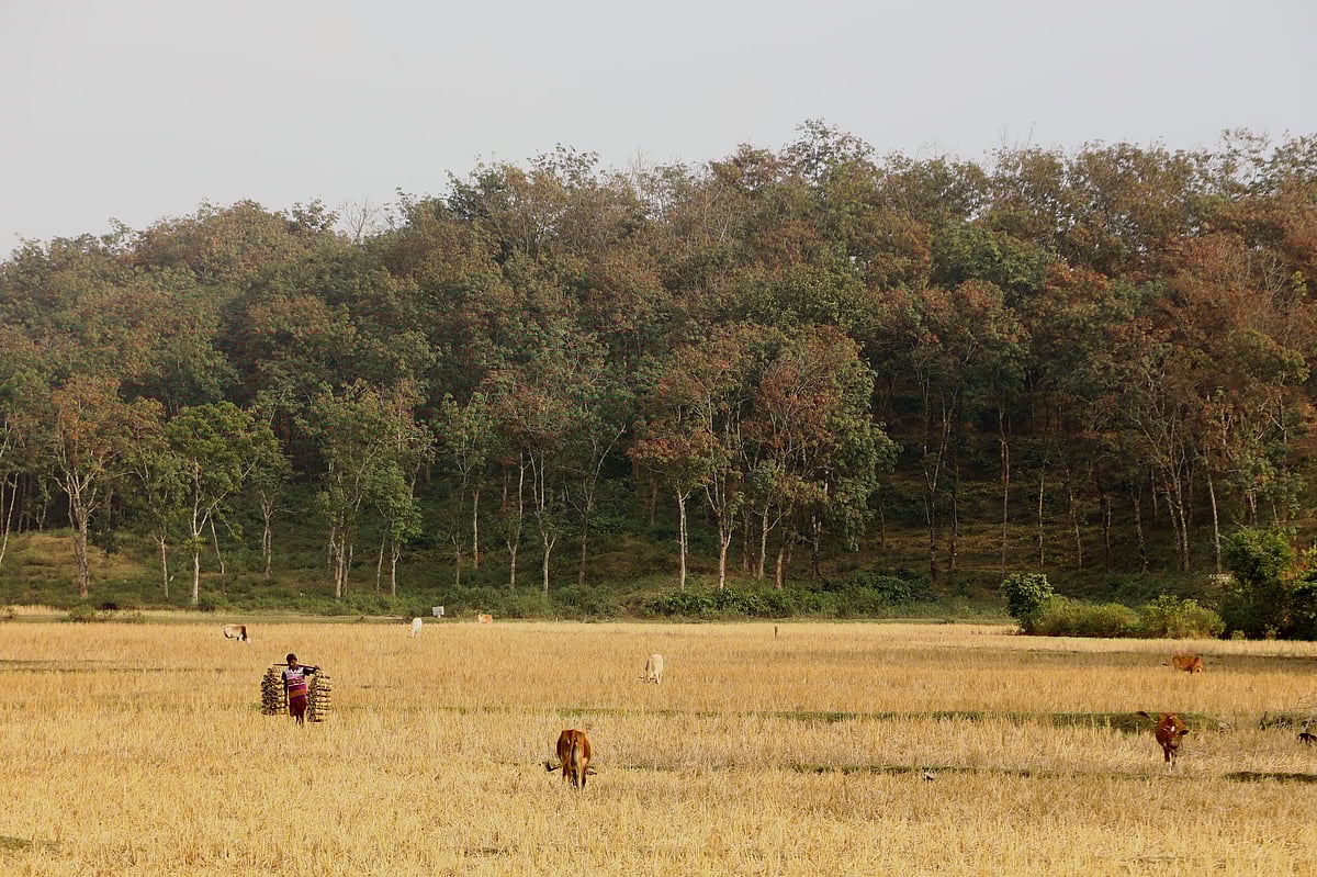 টিলাজুড়ে রাবারগাছ। সবুজ পাতাগুলোতে অন্য রং আসতে শুরু করেছে 