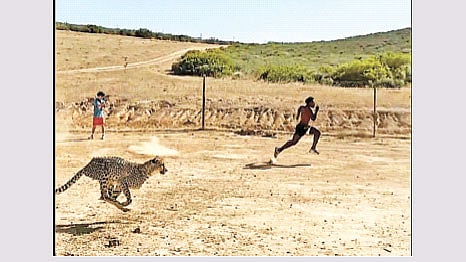 দ্রুতগতির চিতার সঙ্গে দৌড় প্রতিযোগিতায় ইউটিউবার