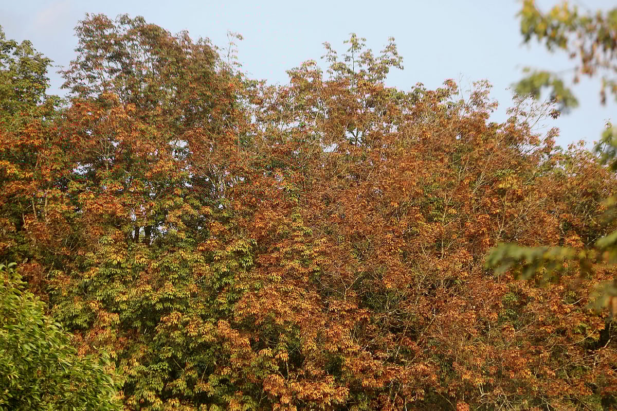 ঝরার আগে রঙিন পাতা