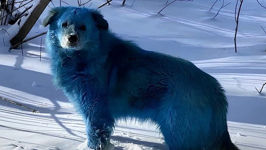 যে কুকুরের রং নীল