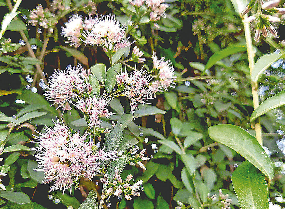 ছাদনি লতার দেখা